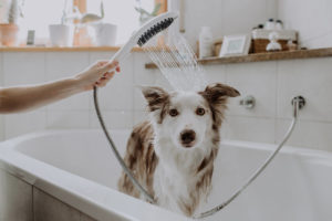 Hansgrohe stellt Hunde-Duschbrause im 3D-Druck her