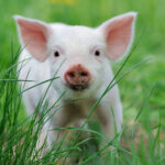 Piglet_on_spring_green_grass_on_a_farm