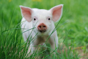 Piglet_on_spring_green_grass_on_a_farm